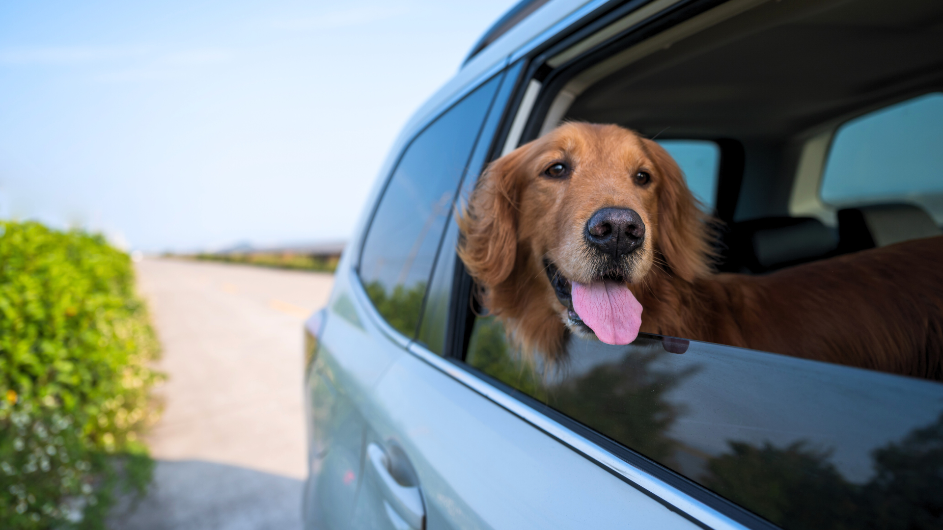 Best Veterinary Hospital In Aumsville, OR | Aumsville Animal Clinic, LLC