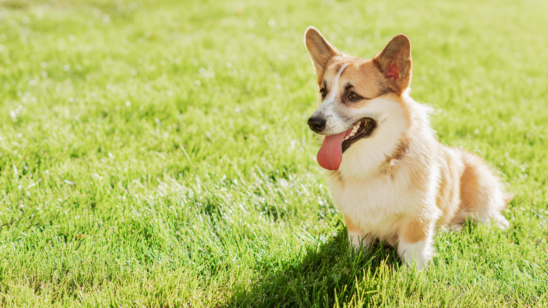 Vet Near Me Aumsville, OR 97325 | Aumsville Animal Clinic, LLC