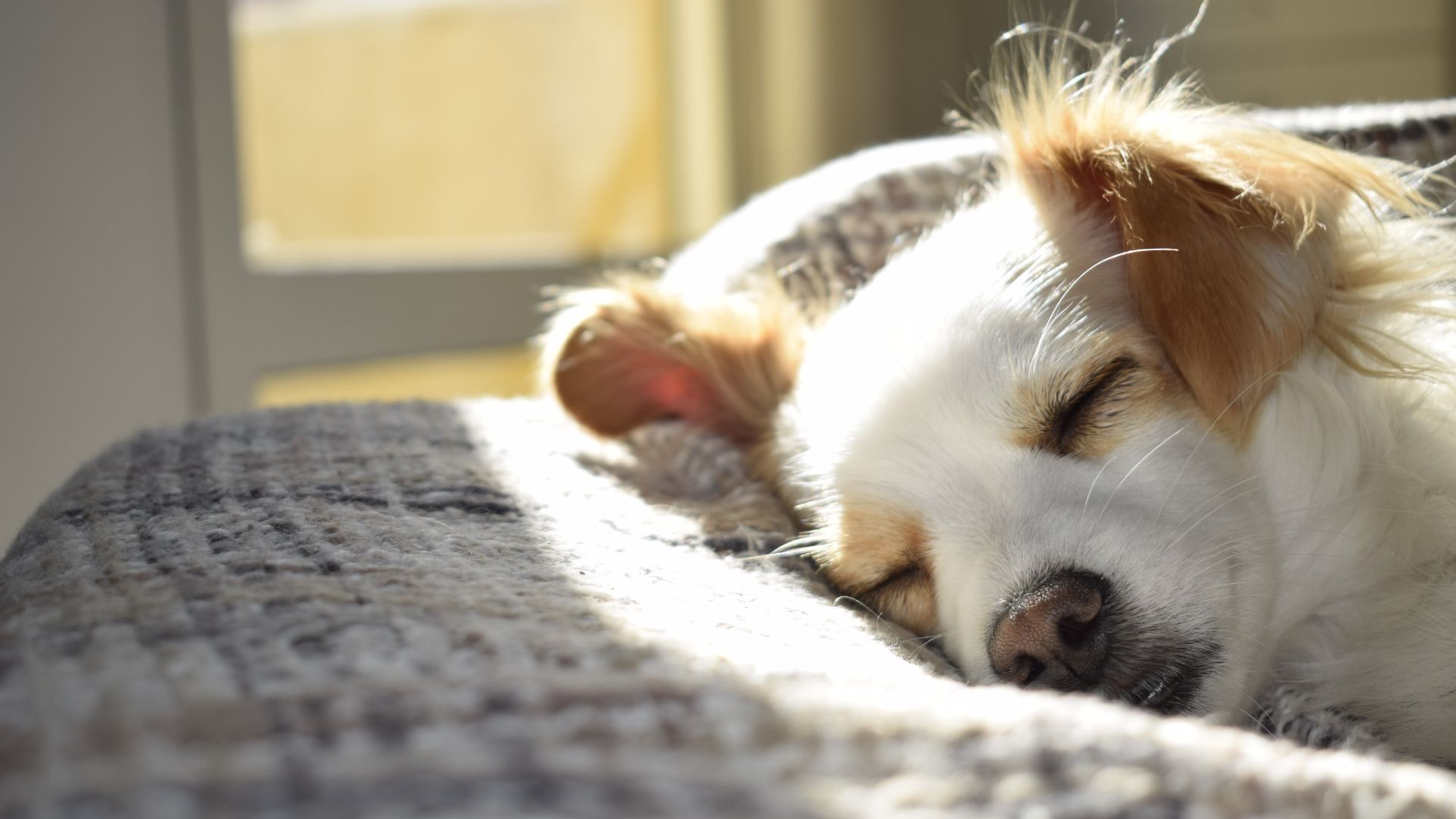 Pet Emergency | Aumsville Animal Clinic, LLC