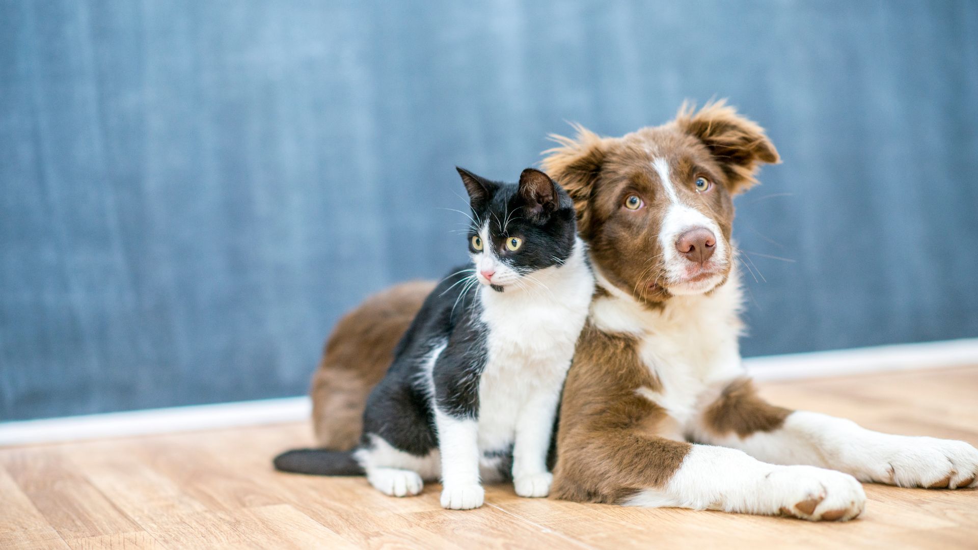 Pet Diagnostic Testing In Aumsville, OR 97325 | Aumsville Animal Clinic ...