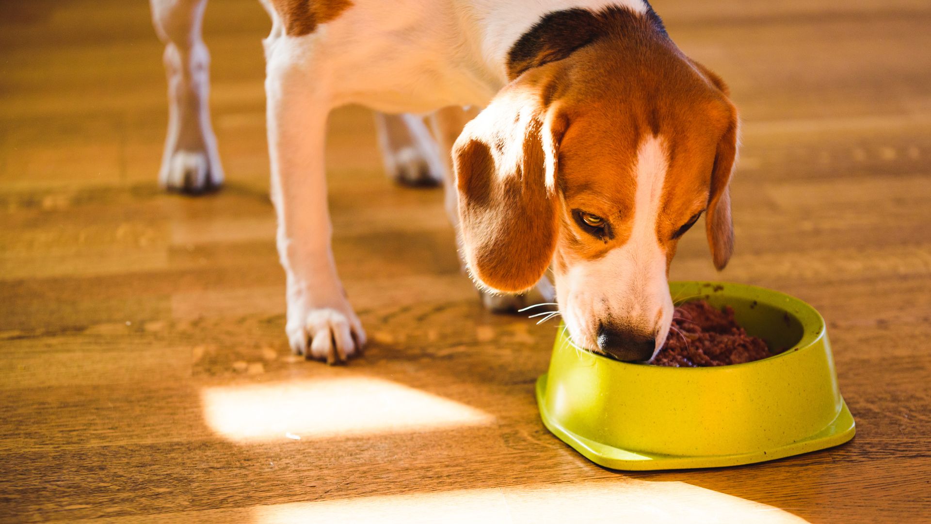 Pet Medications And Diets In Aumsville, OR 97325 | Aumsville Animal ...