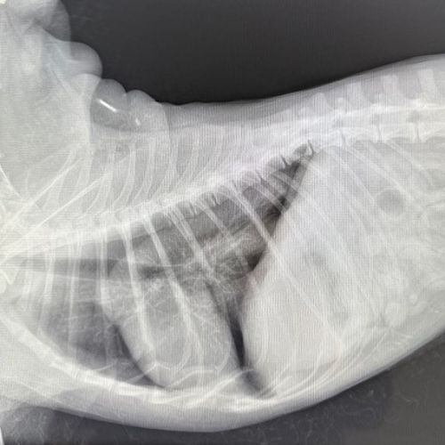 Pet X-Ray And Ultrasound