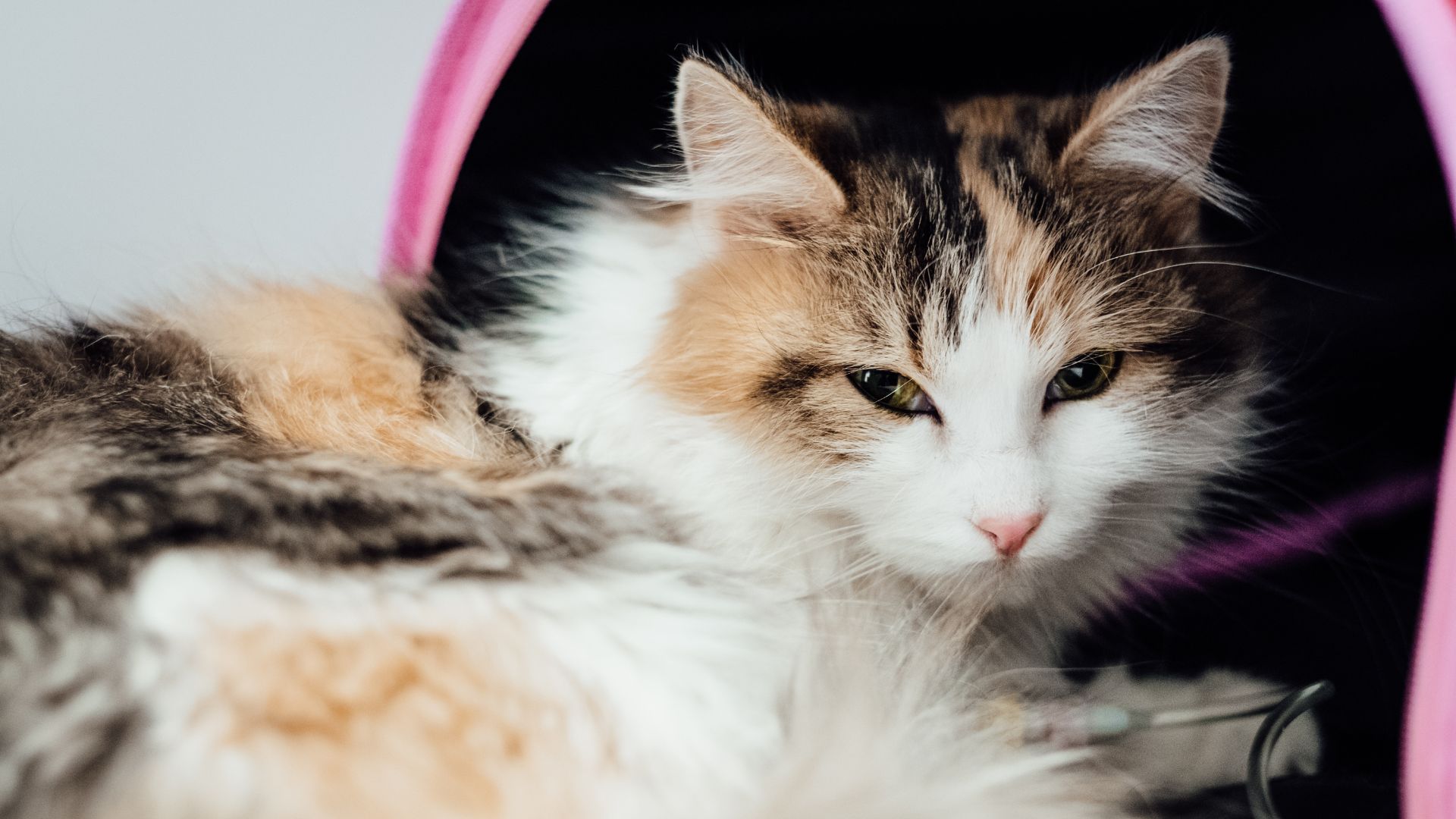 Pre-Surgical Information | Aumsville Animal Clinic, LLC