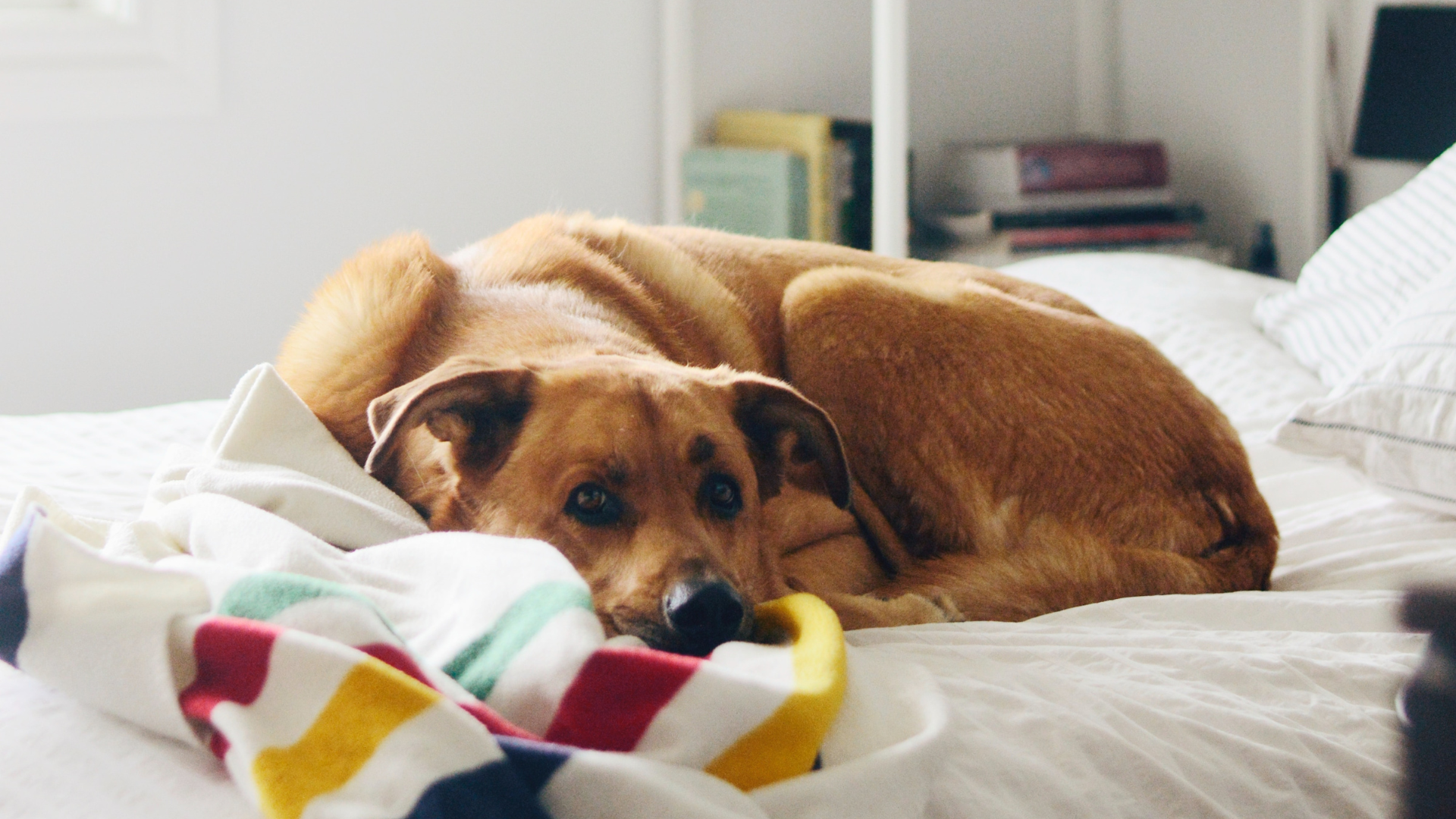 Seizures In Dogs | Aumsville Animal Clinic, LLC