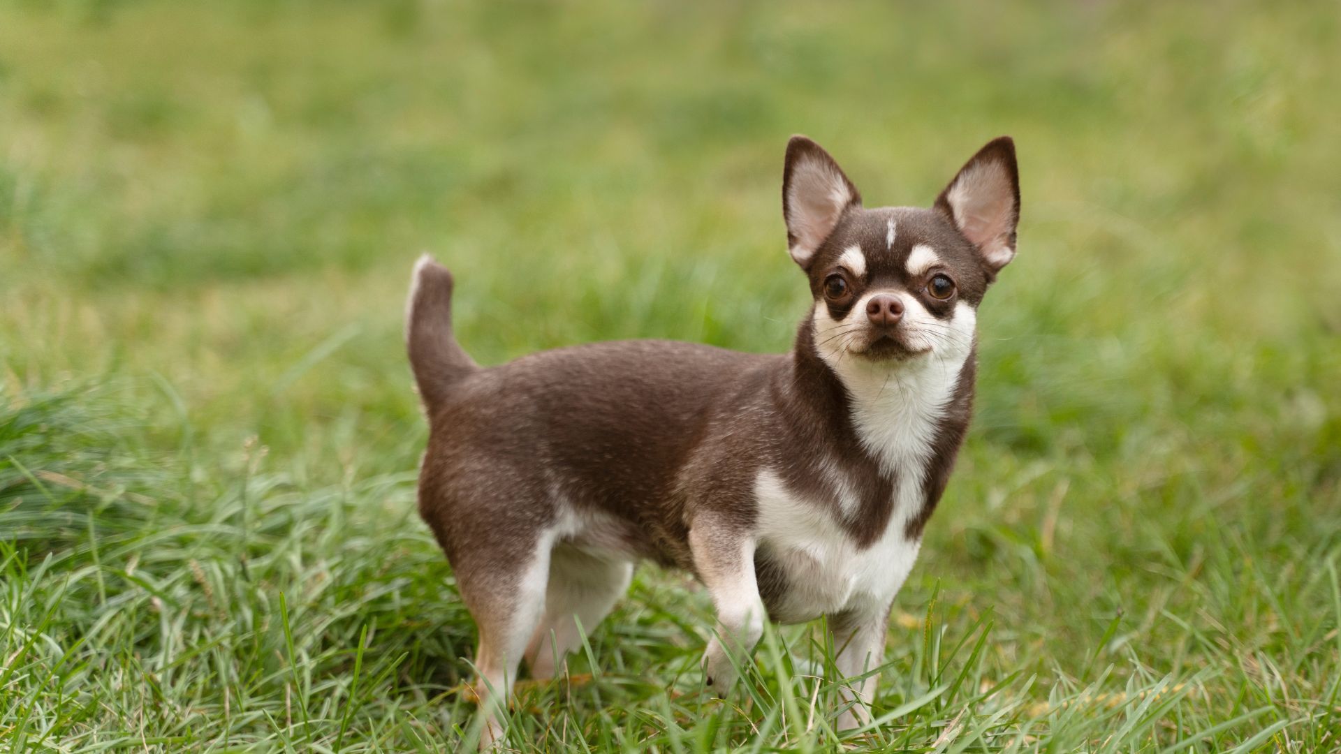 New Client Form | Aumsville Animal Clinic, LLC