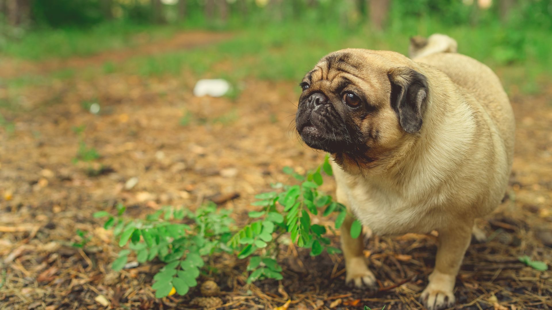 Payment Options For Veterinary Care | Aumsville Animal Clinic, LLC