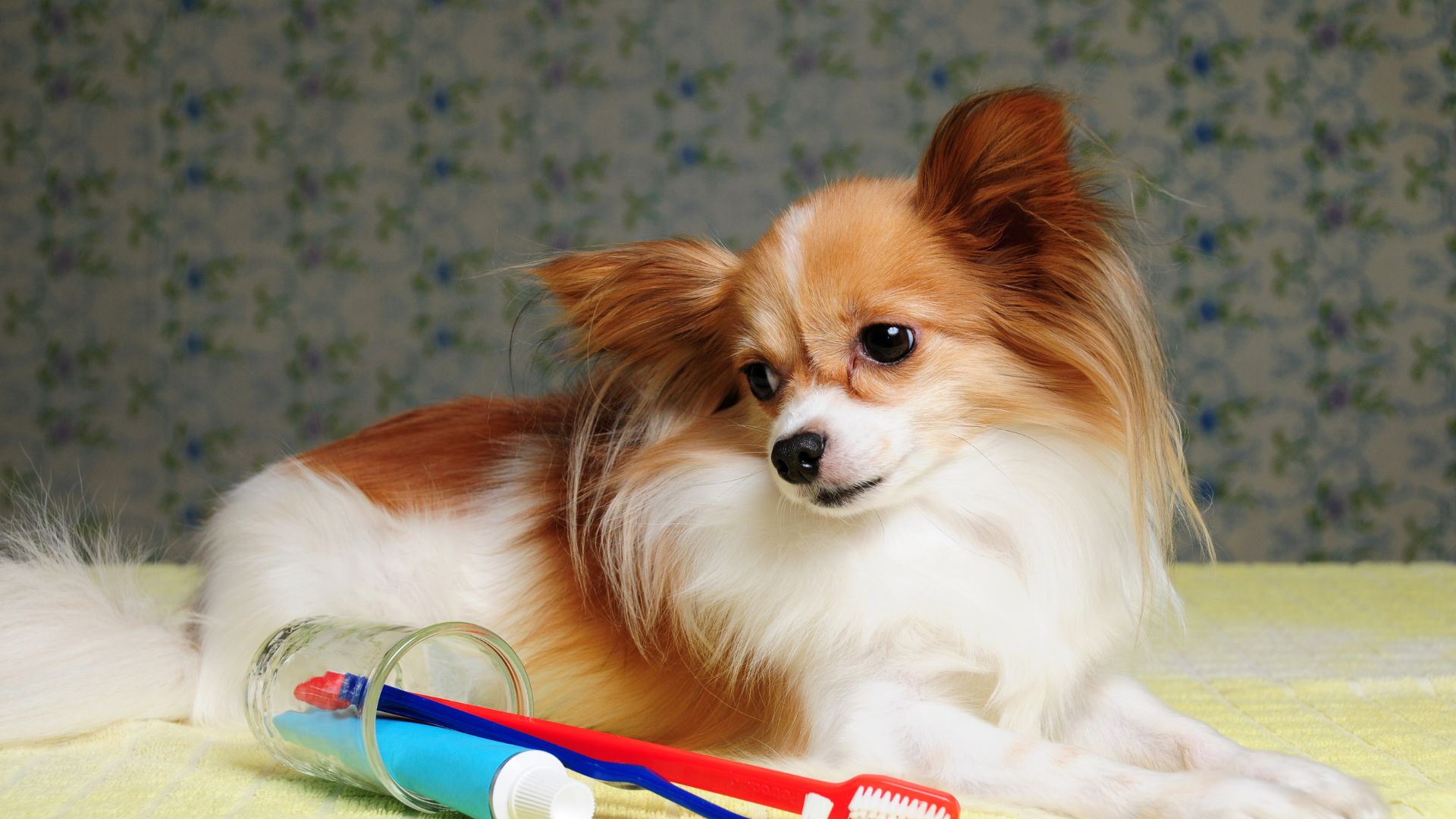 Pet Dentistry In Aumsville, OR 97325 | Aumsville Animal Clinic, LLC