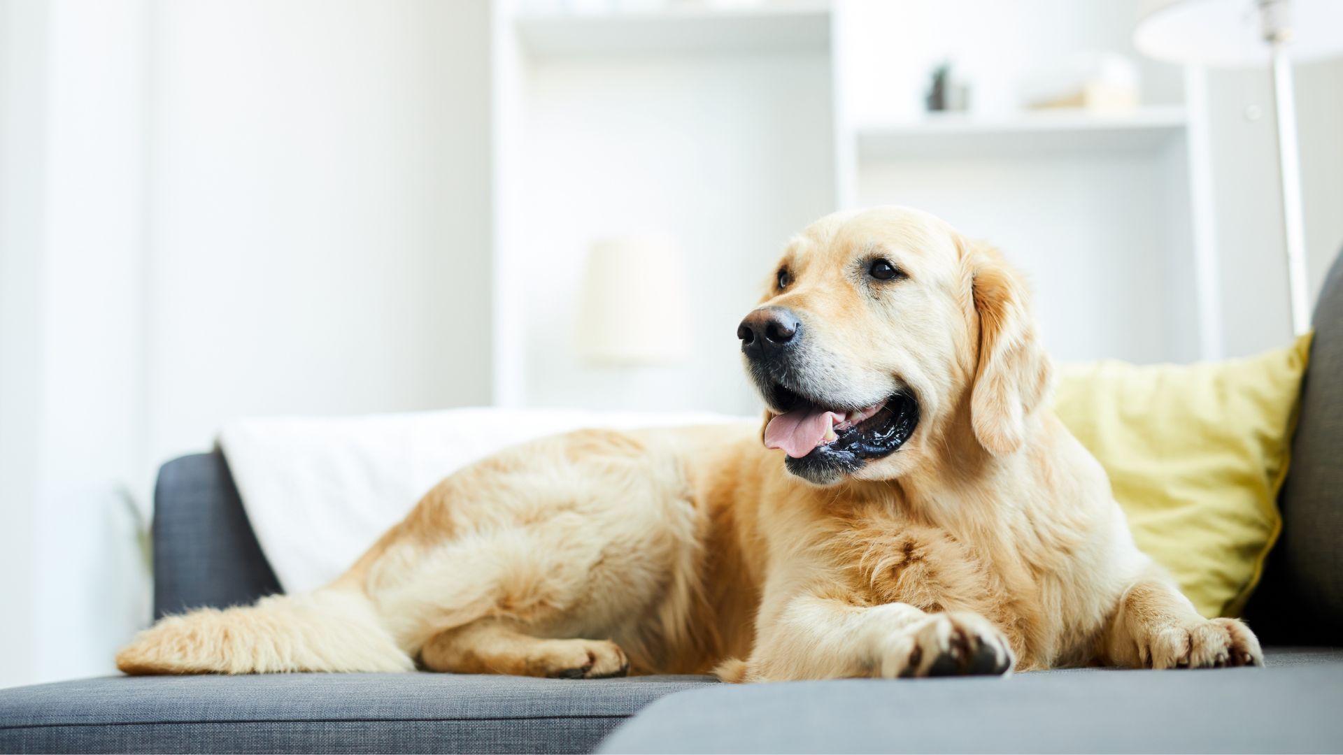 Pet Health Library | Aumsville Animal Clinic, LLC