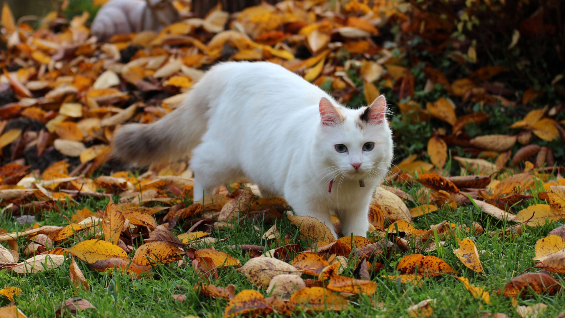 Aumsville, OR 97325 Veterinary Services | Aumsville Animal Clinic, LLC